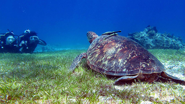 Balicasag Island Tour, Philippinen