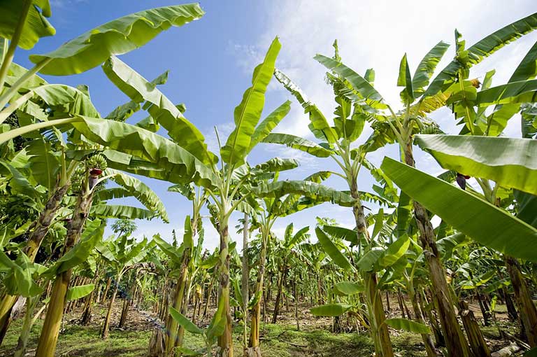 Bananen - Plantagen Tour mit Mittagessen , Philippinen