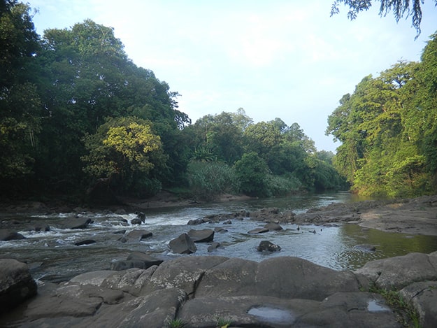 Berau-Wahea Regenwald in Ost Kalimantan, Malaysia