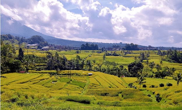 Dorfleben & Reisterrassen im VW Kubelwagen, Indonesien