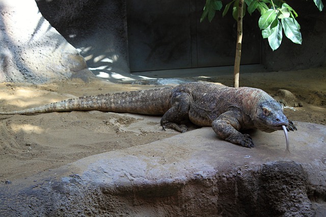 Erforschung von Drachen und Wildtieren – Plataran Komodo, Indonesien