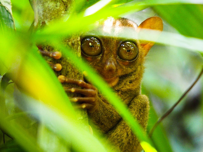 Faszinierende Tour durch Bohol, Philippinen