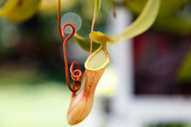 Gewüze und Botanischer Garten, Malaysia