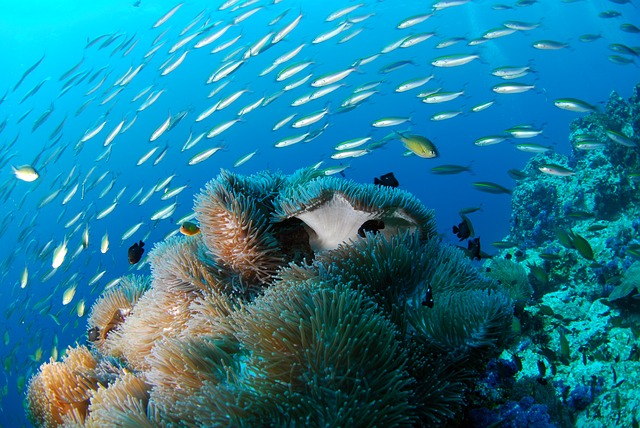 Gili Nanggu, Indonesien