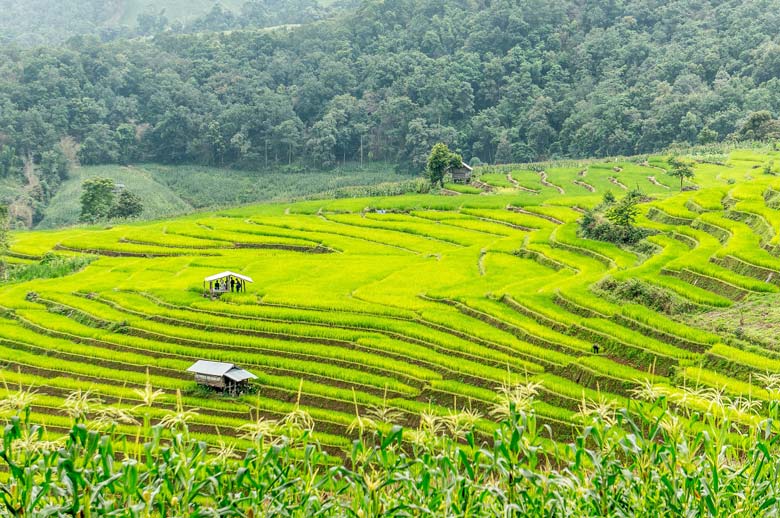 Ifugaos und Banaue Reisterrassen, Philippinen