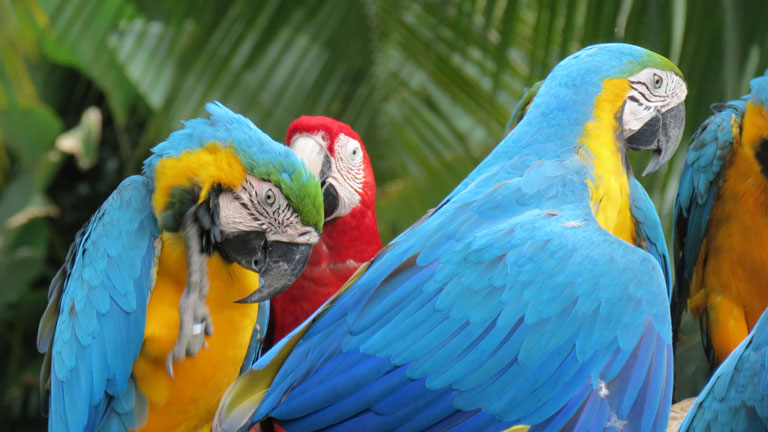 Vogelbeobachtung & Kultur in Kambodscha, Kambodscha
