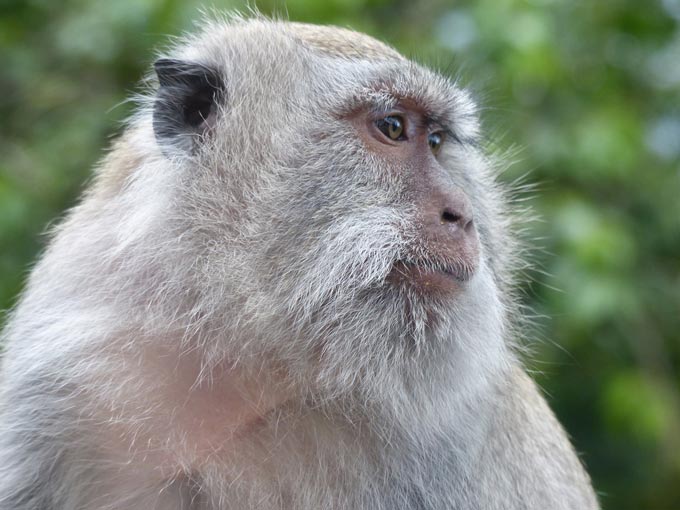 Leuser Nationalpark & Tobasee, Indonesien