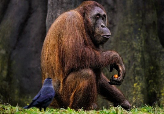 Orangutans in Ost-Borneo, Indonesien