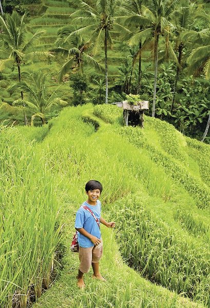 Radtour durch die Reisfelder, Indonesien