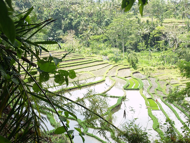 Regenwaldwanderung auf Bali, Indonesien