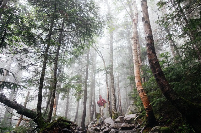 Regenwaldwanderung, Indonesien