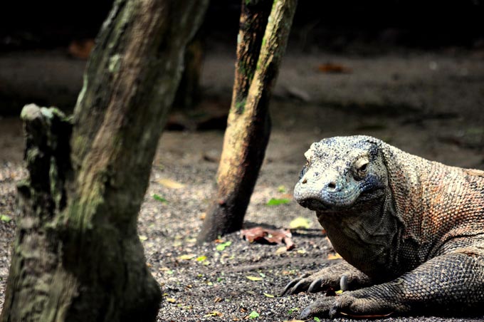 Rinca & Komodo Tour Übernachtung auf dem Schiff, Indonesien