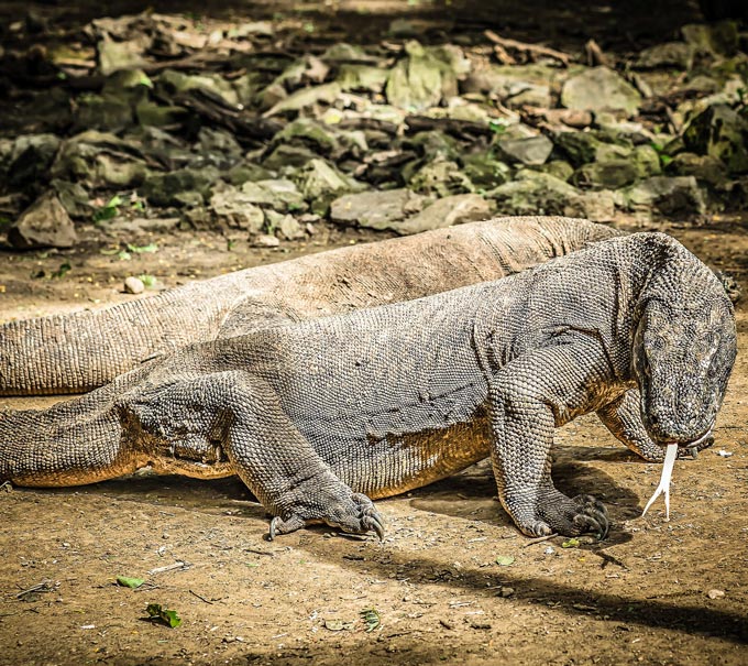 Rinca & Komodo Tour mit Hotelübernachtung, Indonesien