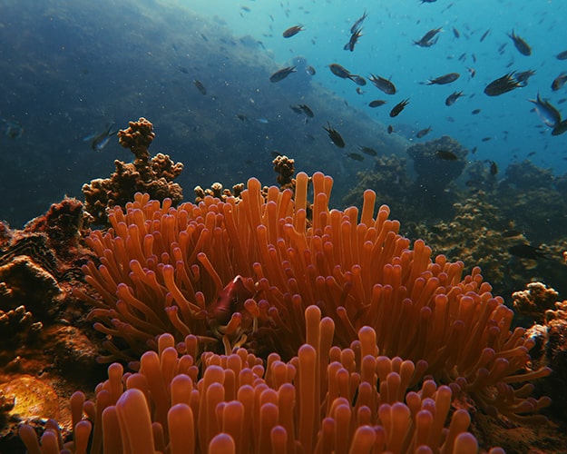 Schnorcheln in Koh Talu, Thailand