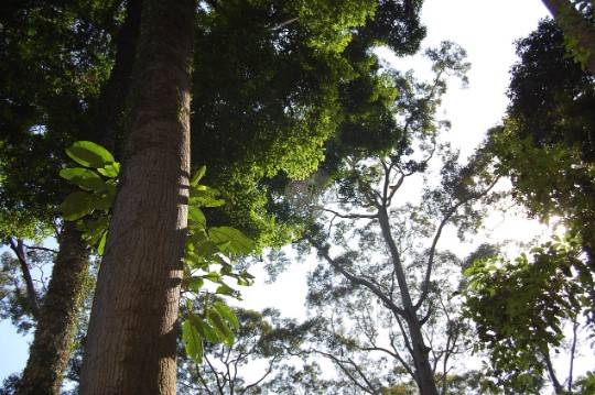 Tanjung Puting Nationalpark Hausboot, Malaysia