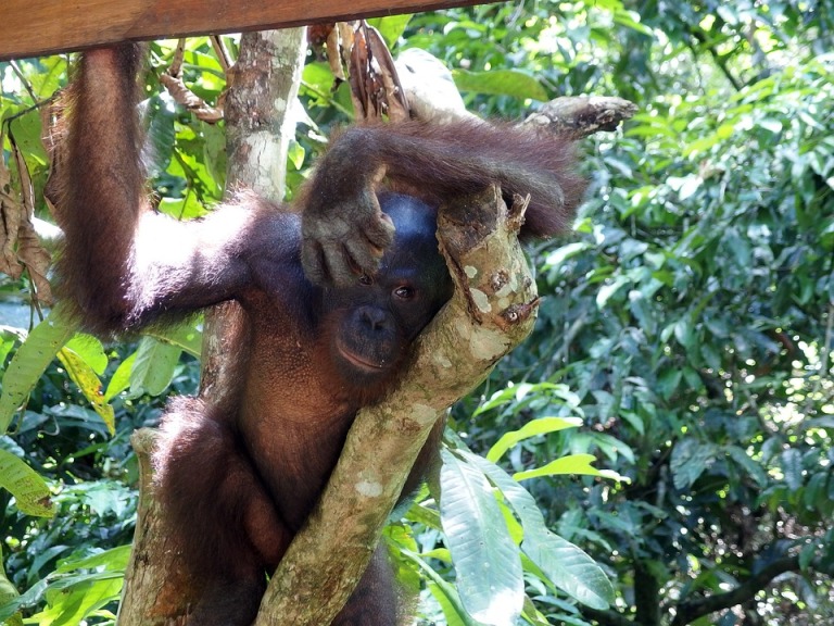 Tanjung Puting Nationalpark , Indonesien