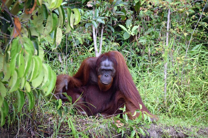 Trekking im Leuser Nationalpark & Orangutans Beobachten, Indonesien