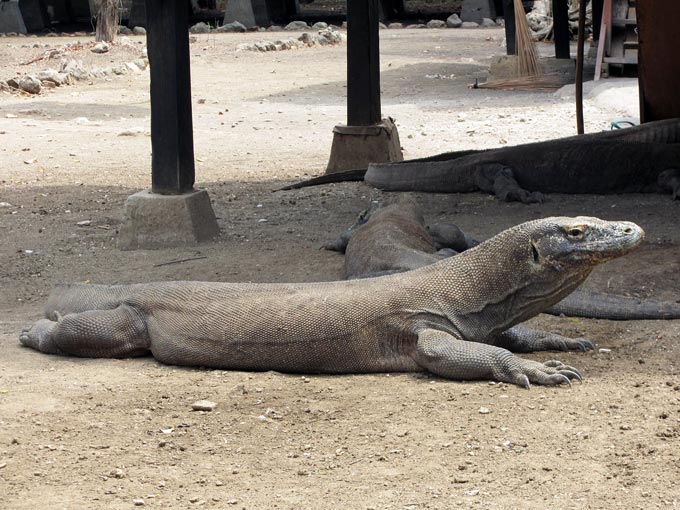 Überlandtour Flores - Komodo, Indonesien