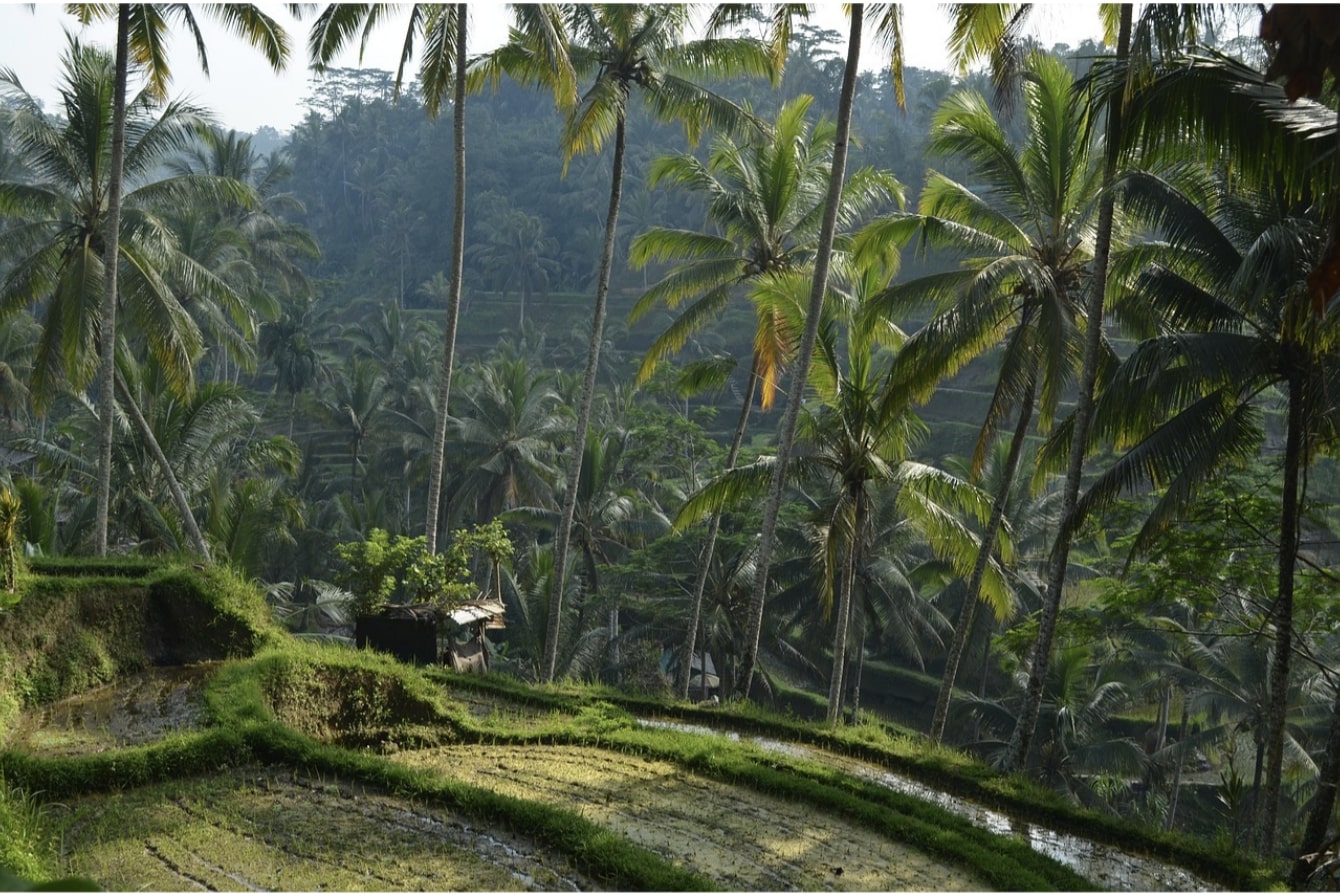 Ursprünglicher Nordwesten, Indonesien