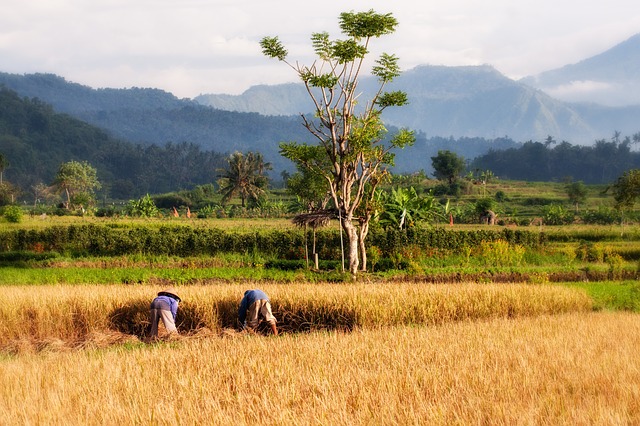 Wanderung durch Reisfelder und zu heißen Quellen, Indonesien