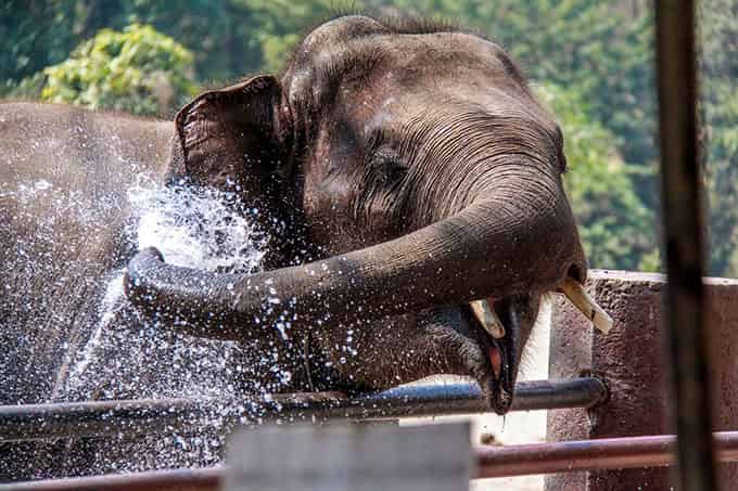 Elefanten, Bildung und Begegnung, Thailand