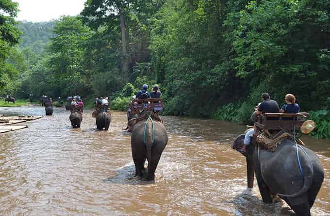 Elefantenpflege- Programm, Thailand