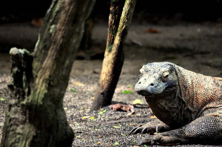 Warane, Wilde Tiere und Korallengärten , Indonesien