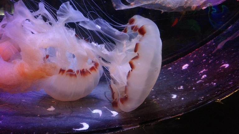 Schnorcheln und Unterwasserabenteuer (von der Tauchplattform aus), Malaysia